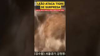 QUANDO O LEÃO PEGA O TIGRE COM A LEOA... #shorts #shortsvideo #shortsfeed