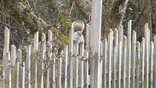 Cute Squirrel Looking for food | FREE HD VIDEOS | Free HD Stock Footage |No Copyright videos