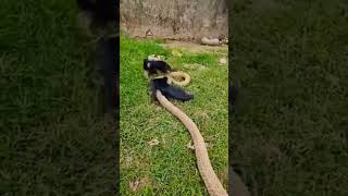 #snake #animals #youtubeshorts #youtube ستات كوبرا يتعاركون