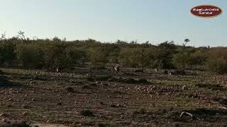 African Wild Dogs in Ol Kinyei Conservancy