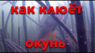 Как клюет окунь подводой | подводная съемка