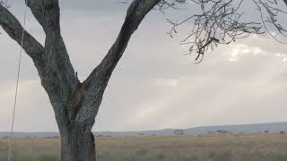 Leopard jumping up a tree in the Serengeti!