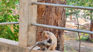 Little baby monkey try to release  catch from monkey