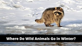 How Does Winter Affect Wild Animals?