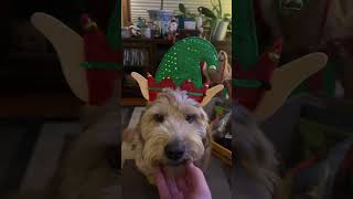 Christmas Doodle #goldendoodle #christmas #cute #puppy #elf #pittsburgh #jinglebells #beaufiful #bur