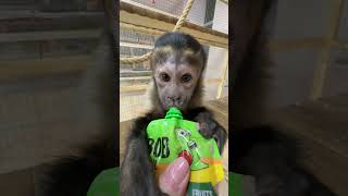 This baby monkey tries fruit juice for the first time! 🐵🍎