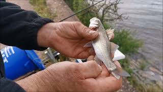 Estuary Fishing