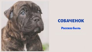 "СОБАЧЕНОК" РАССКАЗ БЫЛЬ. КАЖДЫЙ НАШ ПОСТУПОК ВОЗВРАЩАЕТСЯ , В ВИДЕ ПОХОЖЕГО ДЕЙСТВИЯ...