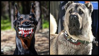 Top10 razas de perros ilegales más Prohibidos del mundo