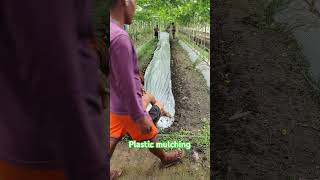 plastic mulching #farmer #mulching #farming