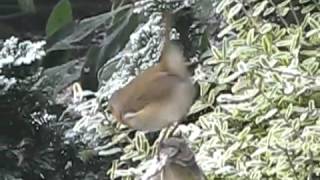 Christmas Robin & Song Thrush ;-) in my winter garden ~ Birds UK