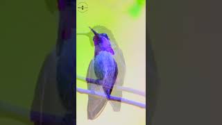 Lucifer Sheartail Hummingbird #shorts #nature #birds #birdsounds #relaxation #stressrelief