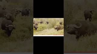 2023Heartbreaking! Male Lion Alone Fights With Ferocious Buffaloes To Protect Cub Only To G...