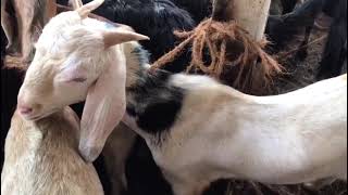 KALYAN BAKRA MANDI MEE AAGAYE KAMAAL KE PALNE VAALE ADANT BAKRE | BAKRA MANDI KALYAN