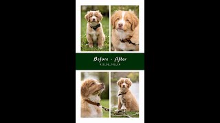 Before & After vom Fotoshooting mit rio_de_toller