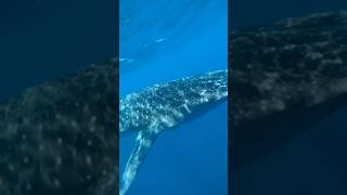 Los mares mexicanos tienen el privilegio de presenciar al tiburón ballena #shorts #whaleshark