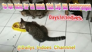 CARA YANG HUMANIS, TIPS AGAR KUCING TIDAK BAB/PUP/BERAK  DI RUMAH/SEMBARANG TEMPAT !!!