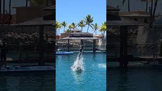 Dolphin trainer doing back flips