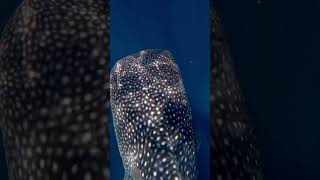 Diving with a whale shark