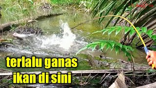 TERLALU GANAS IKAN DI RAWA INI || MANCING BETOK