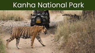 Kanha National Park Tour | Top National Park in MP  | Bengal Tiger home