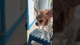 Shower shower 🧽🚿 #dog #doglover #dogshower #chihuahua #cutedog #สุนัข #ชิวาว่า #funny #shorts