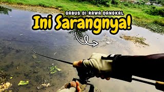 Nyorein Casting Gabus di Rawa Srengseng Airnya Dangkal tapi Masih Ada Cintanya!