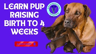 The Journey of Newborn Pups: From Birth to 4 Weeks | GNP Sir