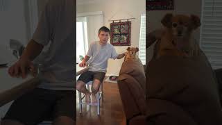 English or Spanish with my Dog 😅😂😂 #youtube #shorts #fyp #trending #dogs #memes #comedy #funny