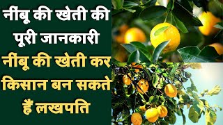 नींबू खेती की पूरी जानकारी || नींबू की खेती कर किसान बन सकते हैं लखपति || Lemon farming in India