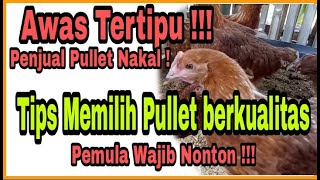 Tips memilih pullet berkualitas || Agar tidak tertipu