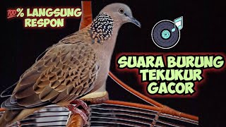 SUARA BURUNG TEKUKUR GACOR, KESUKAAN PARA PEMIKAT. LANGSUNG RESPON‼️