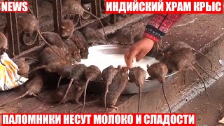 В храм СВЯТЫХ КРЫС массово едут индийцы