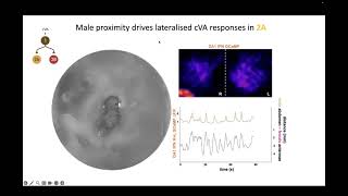 [Dana Galili] Parallel representations of position and identity in the olfactory system