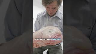 Blobfish | World's Ugliest Fish #shorts