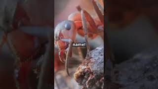 Top 5 Creepiest Insects You Won't Believe Exist!