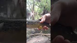 Two Browns in 58 Seconds!!! Part 2 #shorts #subscribe #fish #river #browntrout #roostertail