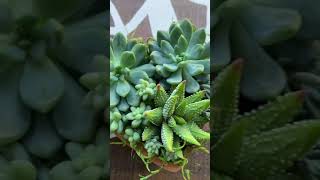 Beautiful Succulent Plants | 多肉植物 | 다육이들 | Suculentas