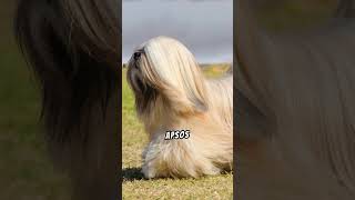 Why Lhasa Apso Dogs Make Excellent Pets