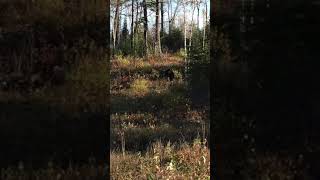 Playing around with a couple smaller bull moose !!  Moose Hunting Ignace Ontario Canada