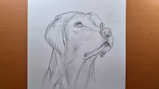 Como desenhar um CÃO  a DOG | Tutorial de esboço do YELLOW LAB | Desenhe facilmente com lápis