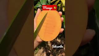 रसभरा दशहरी आम #short#mango #ytshorts #bananasmartfarming