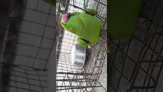 Mitthu talking #parrot #parrottalking @SAnantvlogs #birds