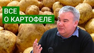 Все о картофеле