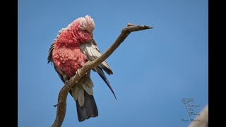 Explore Shepherds Hill Recreation Park , Birding.