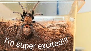 THREE new tarantulas!!! (rehoming)