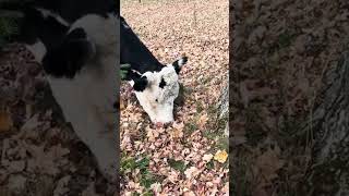 Looking for truffles #cow #animals #farmlife #farm