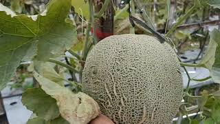 Pangkas Buah Atas Agar Panen Maksimal #melon