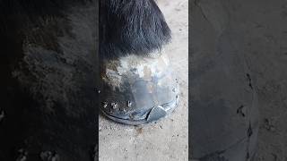 Ready for pulling #guitar #horses #horsecare #hoofcare #horsefarrier