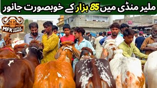 Malir Cow Mandi New Rates Update 2024 & 2025 | 85 Hazar Mai Qurbani Ka Janwar | in Hindi